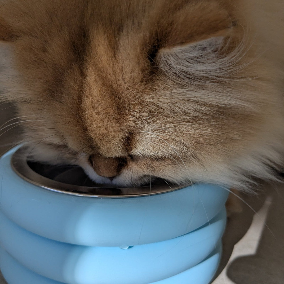 Gamelle design pour chat et chien – Donut, insert inox