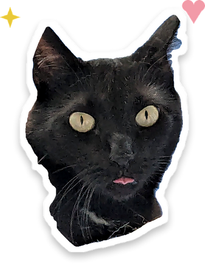 Yoko, la chatte de RONRON