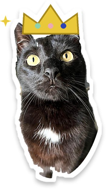 Yoko, la chatte de RONRON