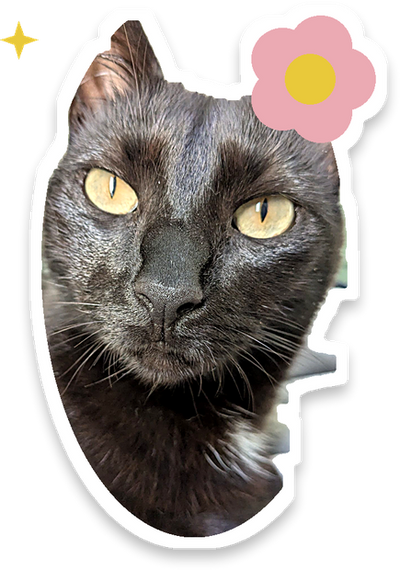 Yoko, la chatte de RONRON