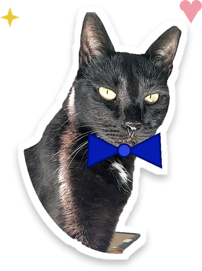 Yoko, la chatte de RONRON